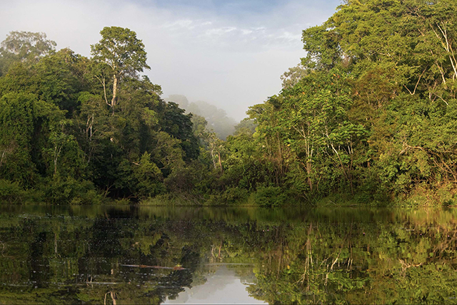 The Amazon Jungle