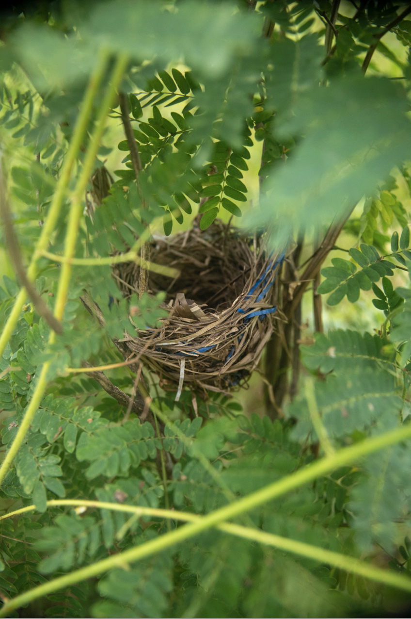 Plastic in nest